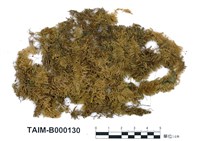 藏品(偏蒴苔)的圖片